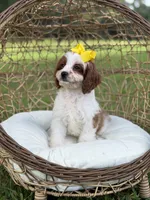 F1 Chloe, a female Cavapoo for sale in Mayfield, KY – 9 of 10