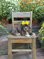 Tessa, a female Shihpoo for sale in Mayfield, KY – 6 of 10
