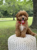 Edison, a male Cavapoo for sale in Mayfield, KY – 5 of 10