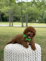 Andy, a male Miniature Goldendoodle for sale in Mayfield, KY – 8 of 9