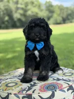 F1 Tyler, a male Bernedoodle for sale in Mayfield, KY – 2 of 9