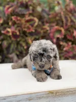 Hollis , a male Miniature Bernedoodle for sale in Mayfield, KY – 2 of 10