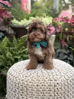 Andy, a male Cavapoo for sale in Mayfield, KY – 8 of 10