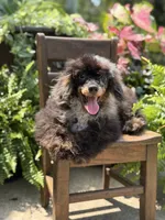 AKC DNA tested Finn, a male Poodle - Miniature  for sale in Mayfield, KY – 10 of 10