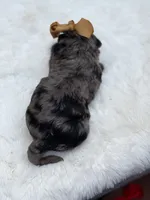 Gold bow, a female Miniature Bernedoodle for sale in Mayfield, KY – 10 of 10