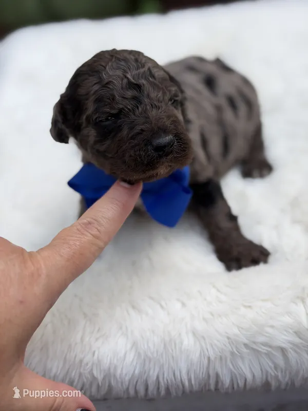 Blue bow – Miniature Bernedoodle puppy for sale in Mayfield, KY