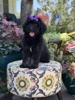 F1 Trinity, a female Bernedoodle for sale in Mayfield, KY – 4 of 10