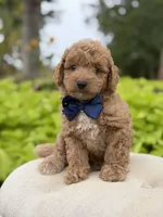 Pete, a male Miniature Goldendoodle for sale in Mayfield, KY – 9 of 10