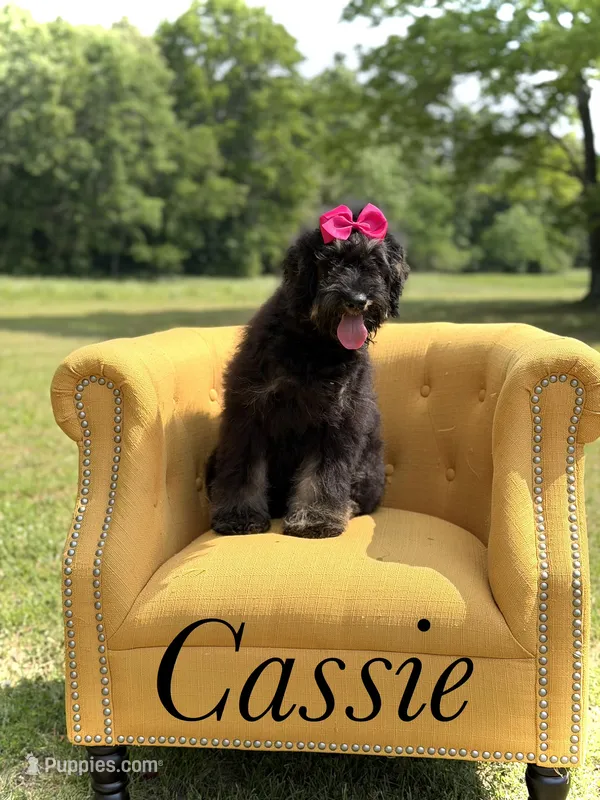 Cassie – Bernedoodle puppy for sale in Mayfield, KY