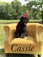 Cassie, a female Bernedoodle for sale in Mayfield, KY – 1 of 9