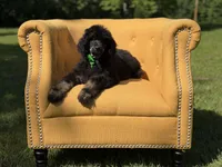 AKC Winston , a male Poodle - Multi-Colored Standard for sale in Mayfield, KY – 8 of 10