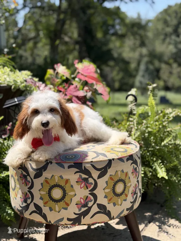 Dawson – Cavapoo puppy for sale in Mayfield, KY