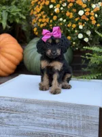 F1 Scarlett, a female Cavapoo for sale in Mayfield, KY – 10 of 10