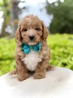 Phoenix, a male Miniature Goldendoodle for sale in Mayfield, KY – 7 of 7