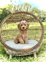Betsie, a female Miniature Goldendoodle for sale in Mayfield, KY – 1 of 8