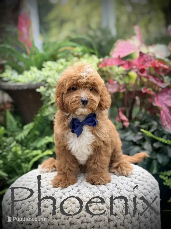 Phoenix – Miniature Goldendoodle puppy for sale in Mayfield, KY