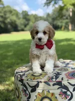 F1B Lincoln, a male Cavapoo for sale in Mayfield, KY – 2 of 10
