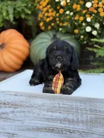 F1 Scout, a male Cavapoo for sale in Mayfield, KY – 6 of 10