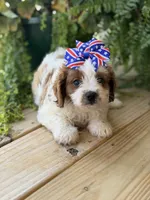 F1 Chloe, a male Cavapoo for sale in Mayfield, KY – 5 of 7