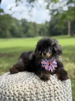 AKC DNA tested Finn, a male Poodle - Miniature  for sale in Mayfield, KY – 7 of 10