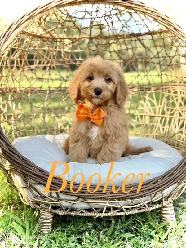 Booker – Miniature Goldendoodle puppy for sale in Mayfield, KY