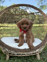 Baxter, a male Miniature Goldendoodle for sale in Mayfield, KY – 5 of 10