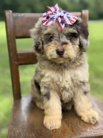 Liberty, a female Miniature Bernedoodle for sale in Mayfield, KY – 4 of 10