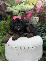 F1B Brooke, a female Bernedoodle for sale in Mayfield, KY – 2 of 10