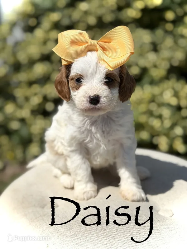 Daisy – Cavapoo puppy for sale in Mayfield, KY