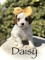 Daisy, a female Cavapoo for sale in Mayfield, KY – 1 of 10