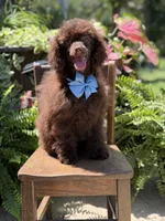 AKC Higgins, a male Poodle - Miniature  for sale in Mayfield, KY – 2 of 10