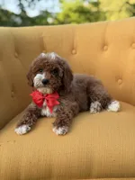 F1B Max, a male Miniature Goldendoodle for sale in Mayfield, KY – Photo 10 of 10
