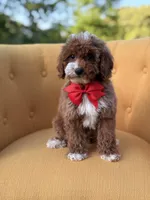 F1B Max, a male Miniature Goldendoodle for sale in Mayfield, KY – Photo 5 of 10