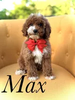 F1B Max, a male Miniature Goldendoodle for sale in Mayfield, KY – Photo 1 of 10