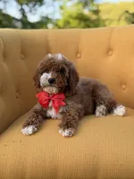 F1B Max, a male Miniature Goldendoodle for sale in Mayfield, KY – Photo 8 of 10