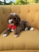 F1B Max, a male Miniature Goldendoodle for sale in Mayfield, KY – Photo 9 of 10