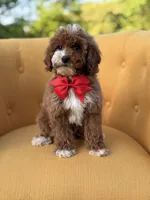 F1B Max, a male Miniature Goldendoodle for sale in Mayfield, KY – Photo 6 of 10