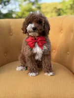 F1B Max, a male Miniature Goldendoodle for sale in Mayfield, KY – Photo 7 of 10