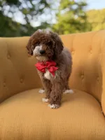 F1B Max, a male Miniature Goldendoodle for sale in Mayfield, KY – Photo 4 of 10