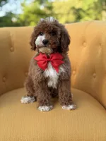F1B Max, a male Miniature Goldendoodle for sale in Mayfield, KY – Photo 2 of 10