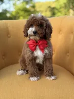 F1B Max, a male Miniature Goldendoodle for sale in Mayfield, KY – Photo 3 of 10