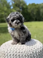 Trooper, a male Miniature Goldendoodle for sale in Mayfield, KY – 7 of 10