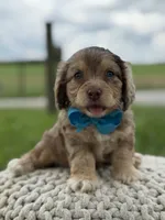 Hudson, a male Cavapoo for sale in Mayfield, KY – 7 of 10