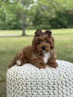 Adley, a female Miniature Goldendoodle for sale in Mayfield, KY – 7 of 10