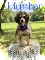 AKC Hunter, a male Poodle - Miniature  for sale in Mayfield, KY – 1 of 10