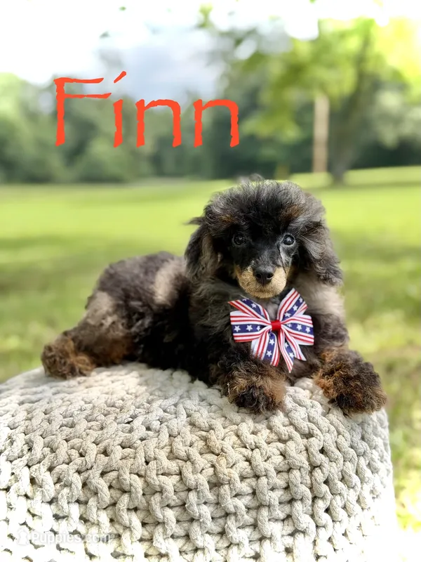 AKC DNA tested Finn – Poodle - Miniature  puppy for sale in Mayfield, KY