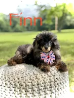 AKC DNA tested Finn, a male Poodle - Miniature  for sale in Mayfield, KY – 1 of 10
