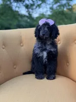 F1B Paisley, a female Cockapoo for sale in Mayfield, KY – 4 of 10