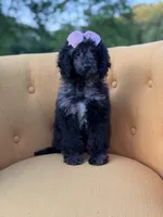 F1B Paisley, a female Cockapoo for sale in Mayfield, KY – 3 of 10