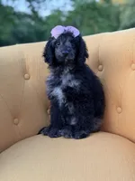 F1B Paisley, a female Cockapoo for sale in Mayfield, KY – 9 of 10